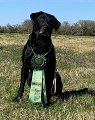 Vader earned a Reserve JAM at the Metro Field Trial in the Amateur ravenna tx